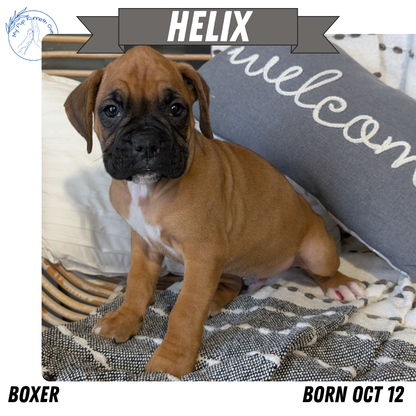 BOXER (OCT 12) MALES