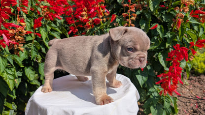 FRENCH BULLDOG (06/27) MALE