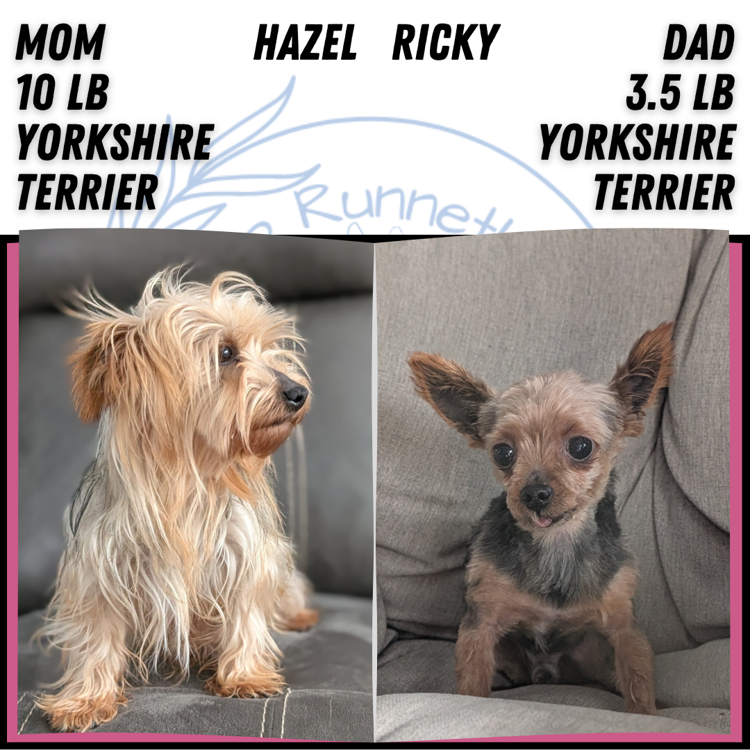 YORKSHIRE TERRIER (DEC 24) MALES