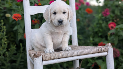 ENGLISH CREAM RETRIEVER (AUG 19) 3 MALES/4 FEMALES