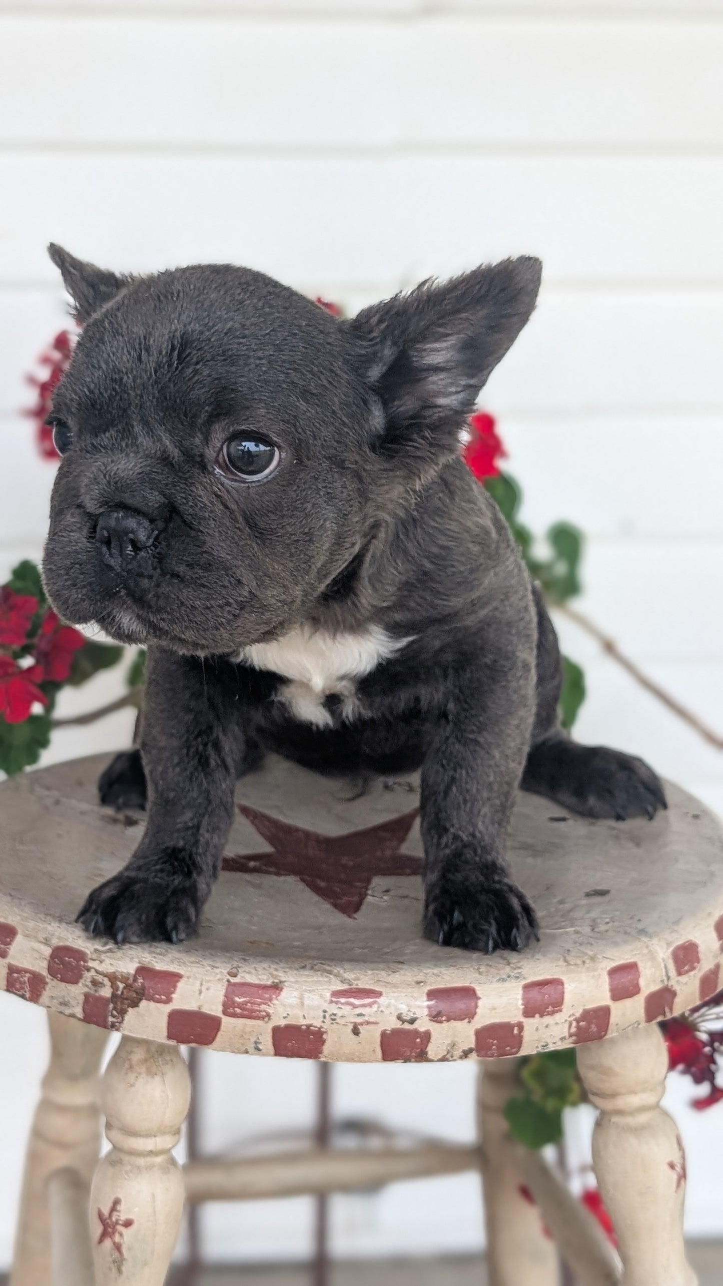 FRENCH BULLDOG (MAR 09) FEMALES