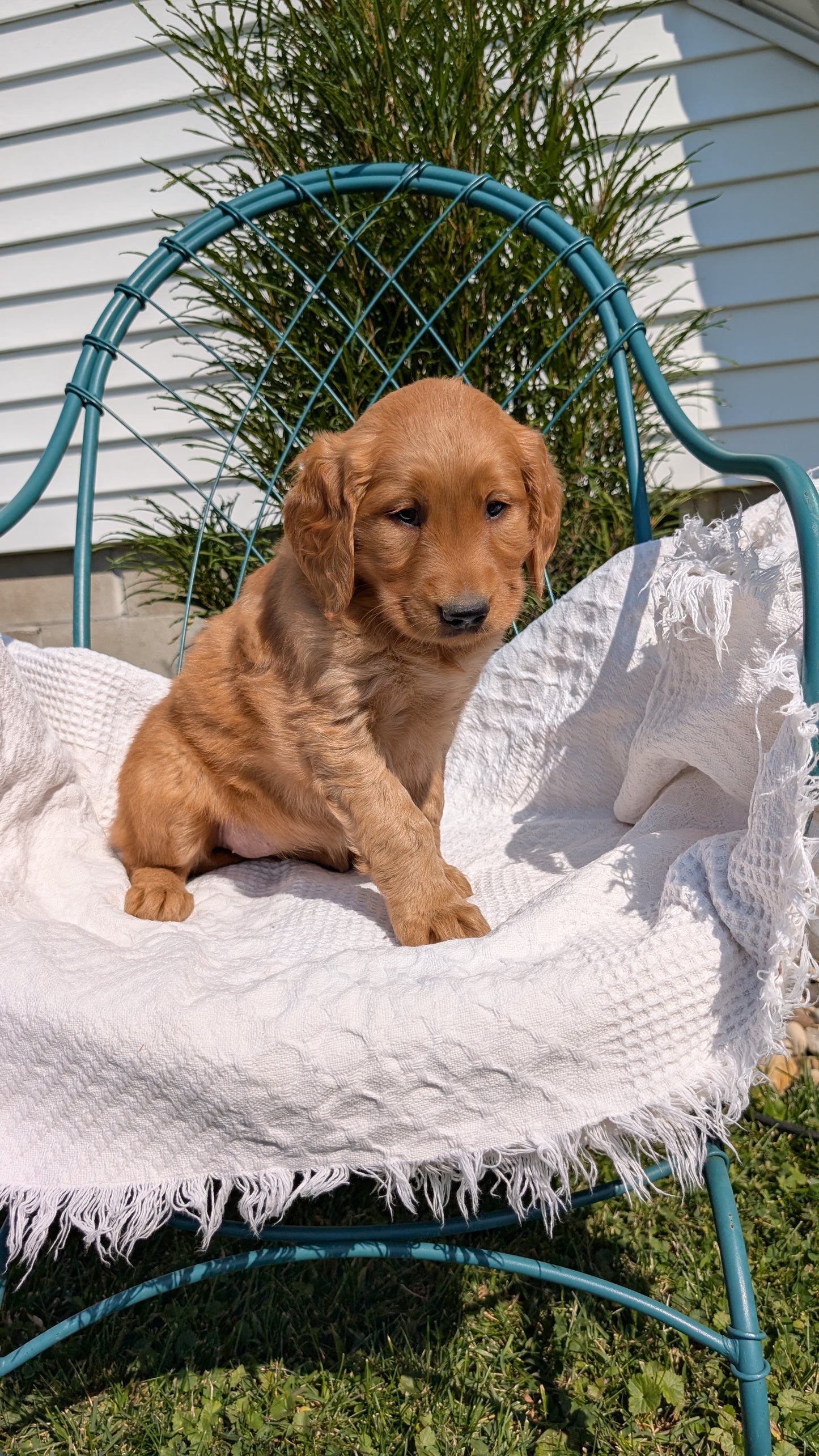 GOLDEN RETRIEVER (07/24) FEMALE