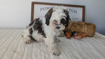 SHIHPOO (07/26) FEMALE