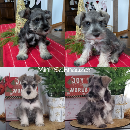 MINI SCHNAUZER (10/03) MALE