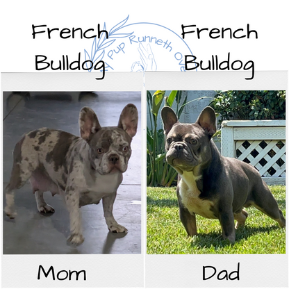 FRENCH BULLDOG (11/07) FEMALE