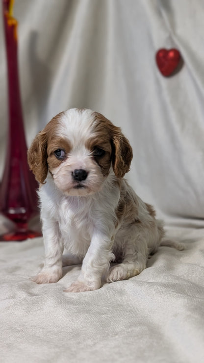 CAVALIER (DEC 03) FEMALES