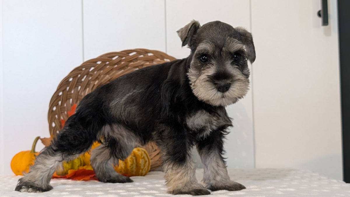 MINI SCHNAUZER (AUG 27) 4 FEMALES/1 MALE