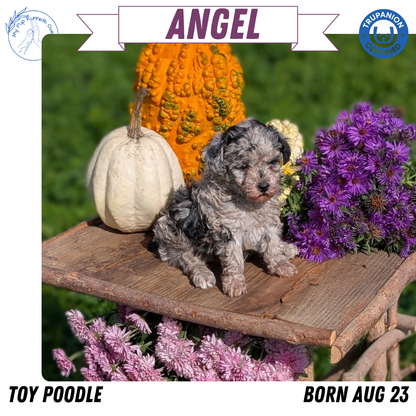 TOY POODLE (08/23) FEMALE
