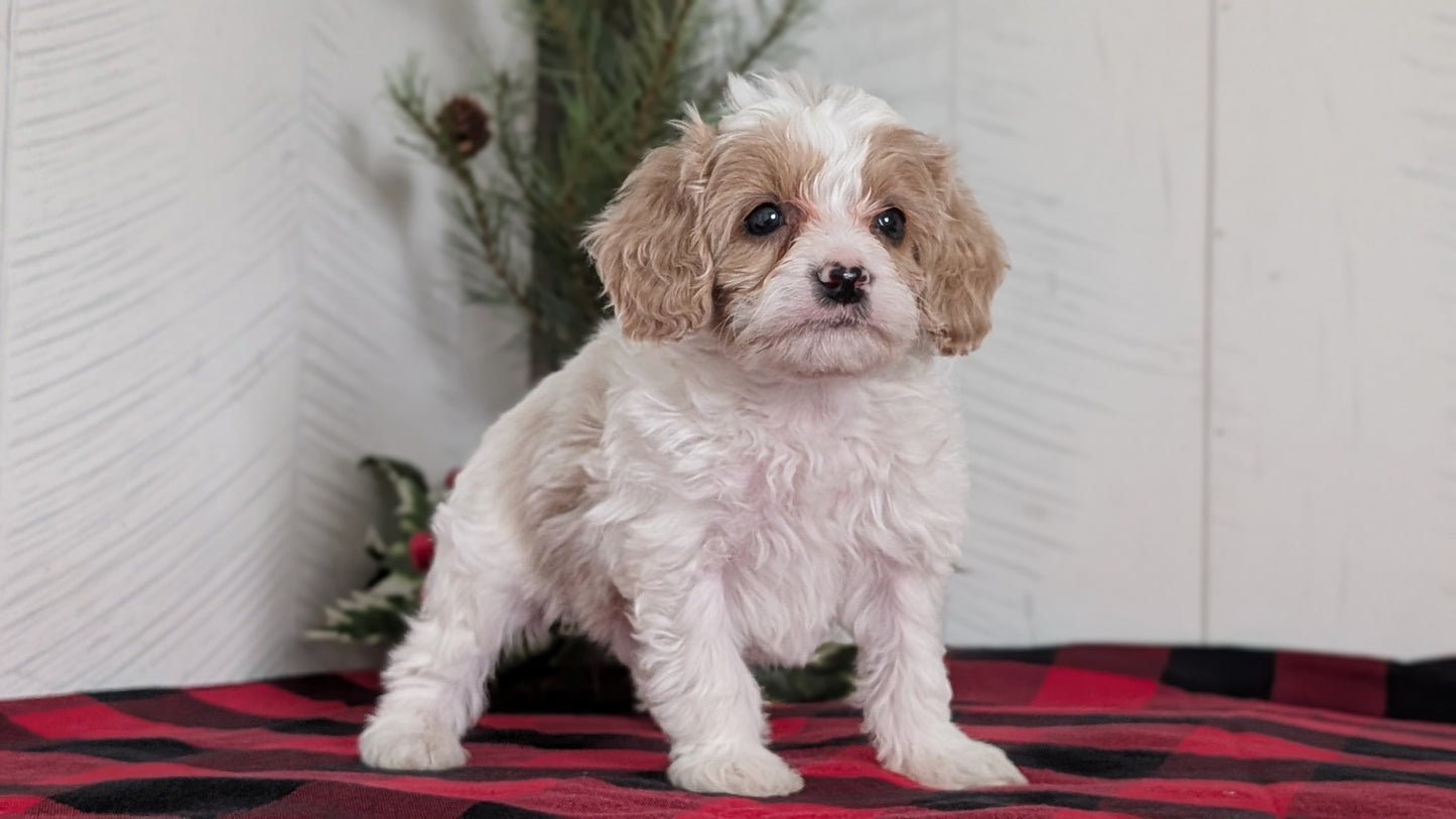 CAVAPOO (OCT 27) MALE