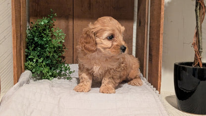 COCKAPOO (AUG 17) 3 FEMALES/1 MALE