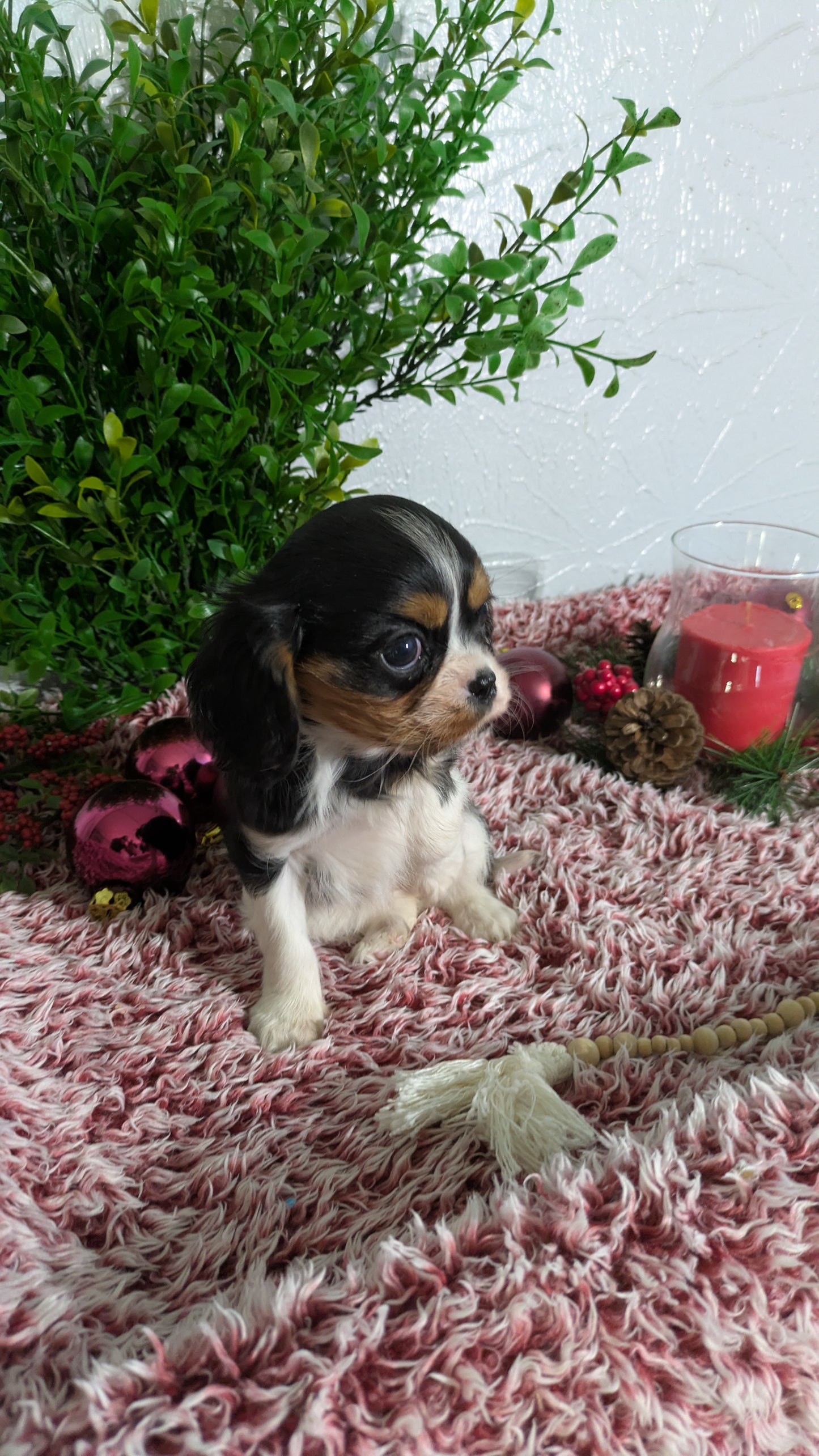 CAVALIER (10/15) FEMALE