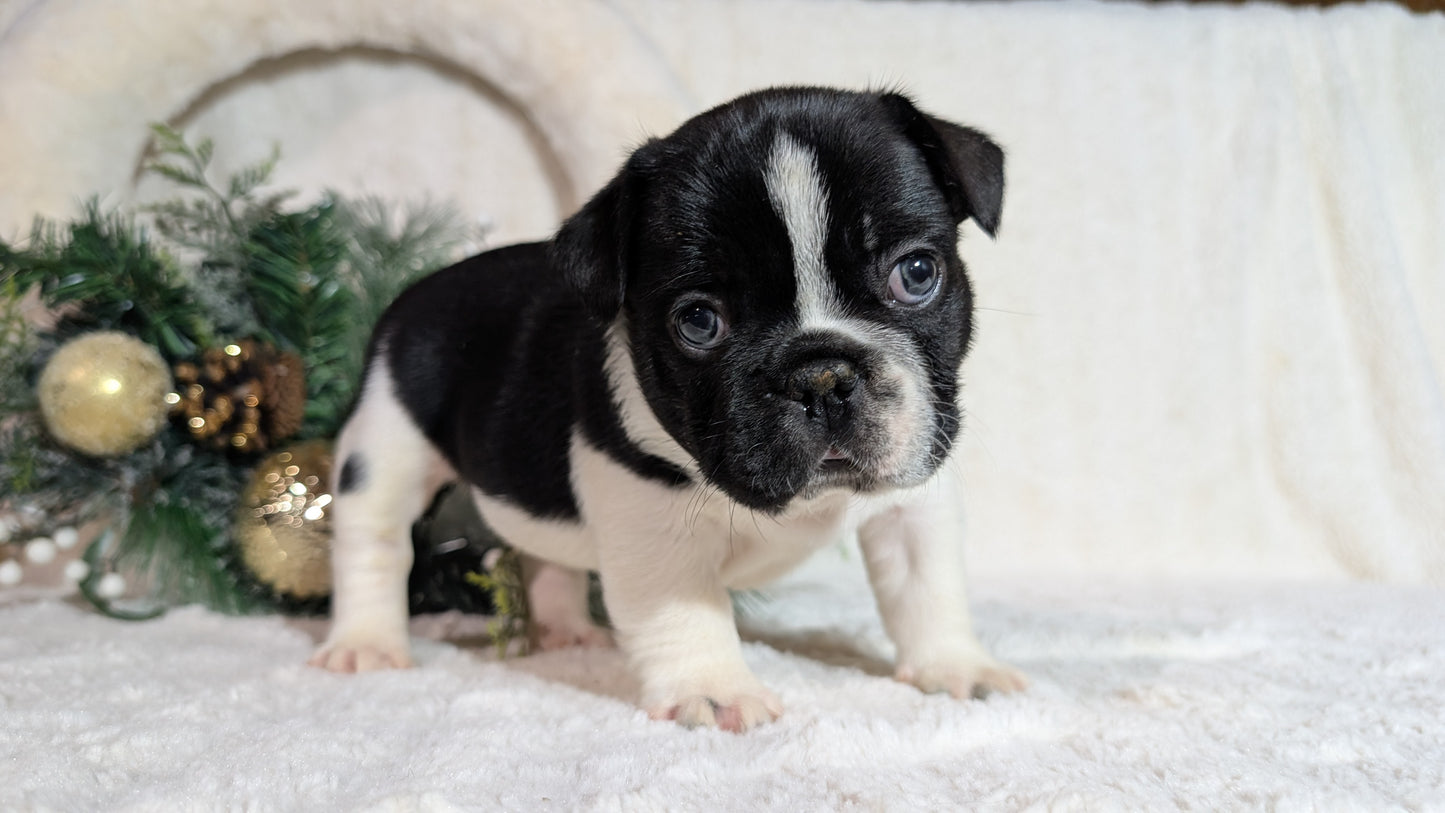 FRENCH BULLDOG (OCT 08) MALES