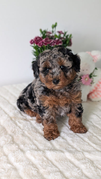MINI POODLE (MAR 11) MALE