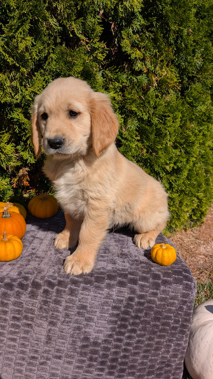 GOLDEN RETRIEVER (08/14) MALE