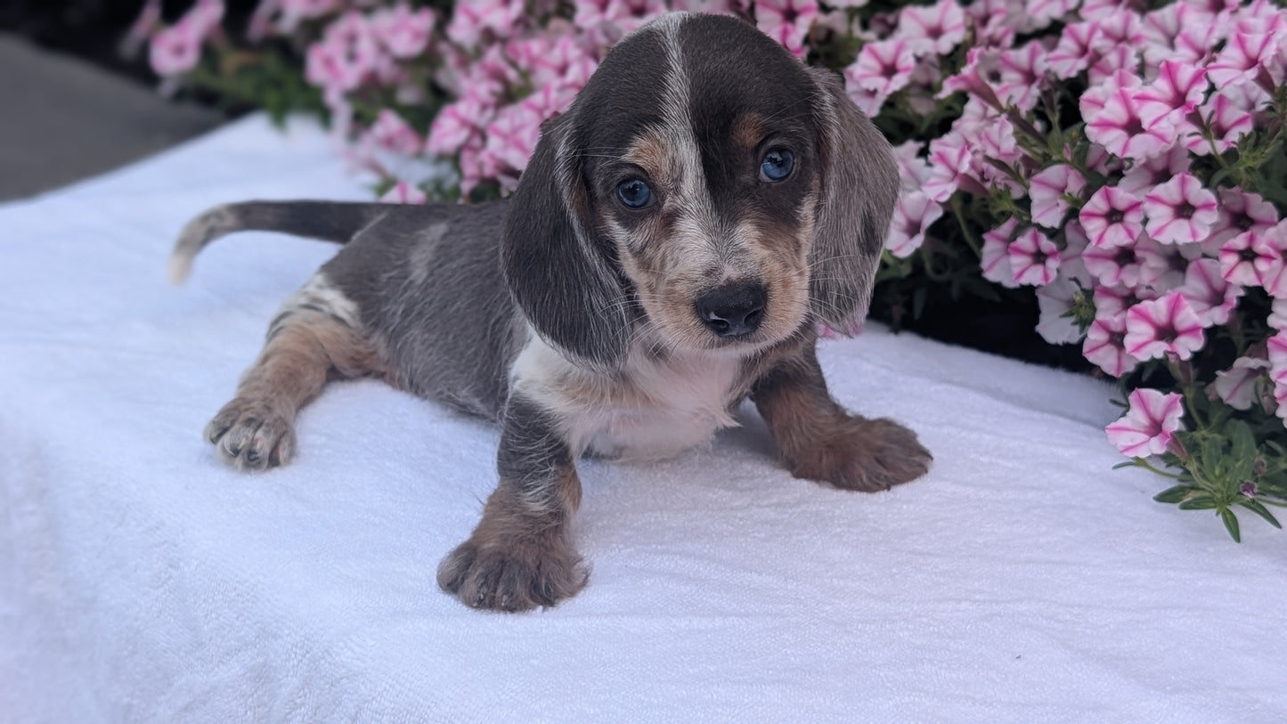 MINI DACHSHUND (JUN 04) FEMALES