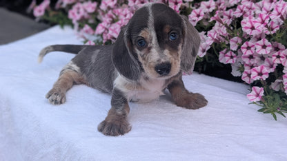 MINI DACHSHUND (JUN 04) FEMALES