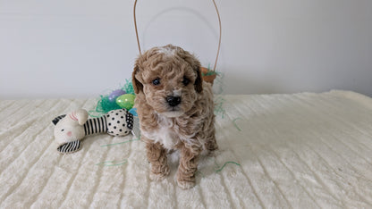 MINI POODLE (03/13) FEMALE