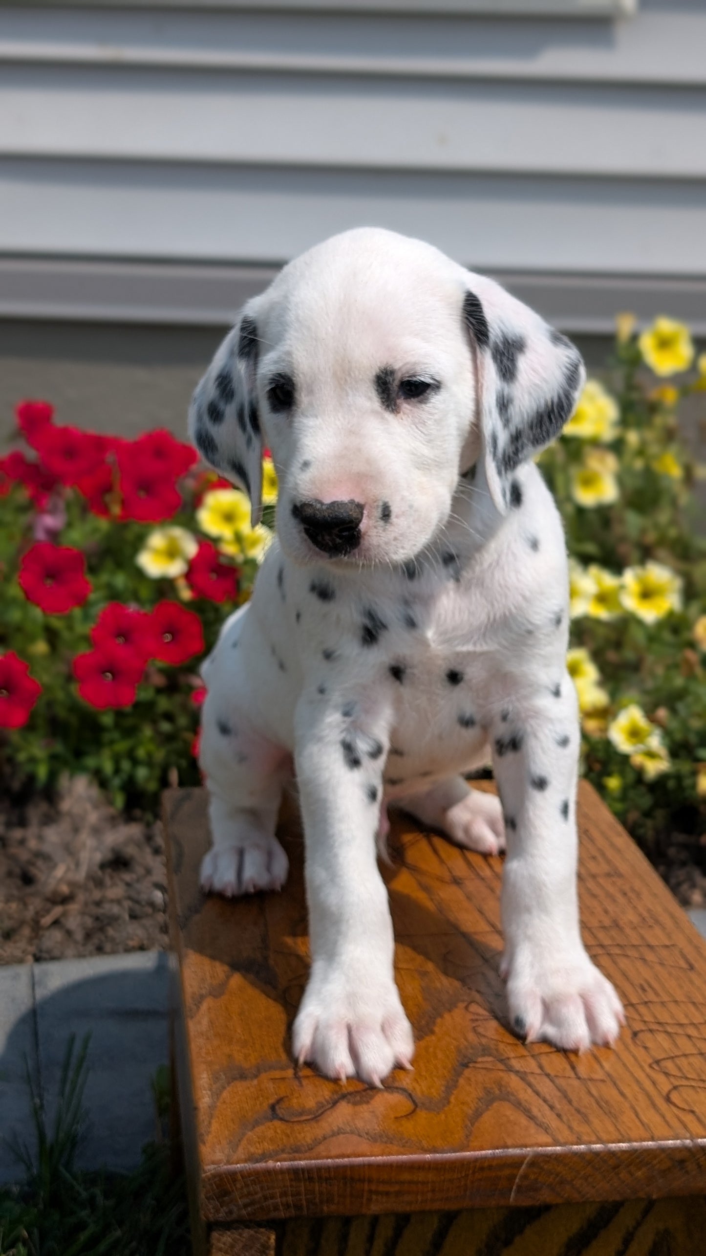 DALMATIAN (JUN 29) MALES