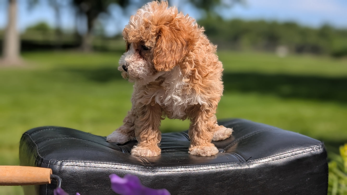 MINI POODLE (APR 03) FEMALES