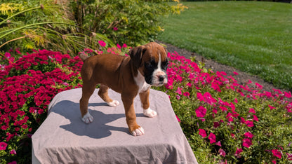 BOXER (08/20) FEMALE