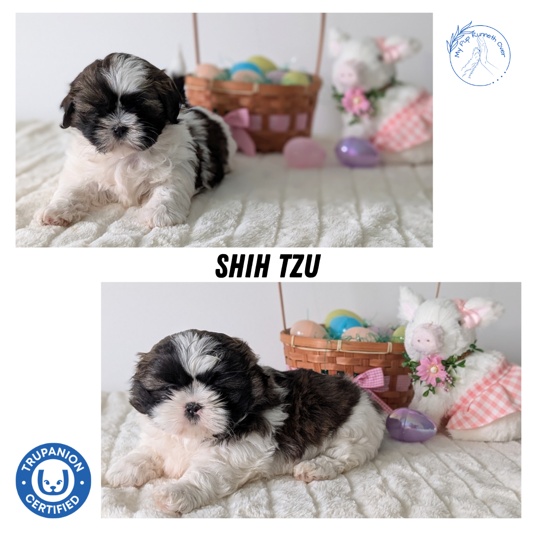 SHIH TZU (FEB 10) FEMALES