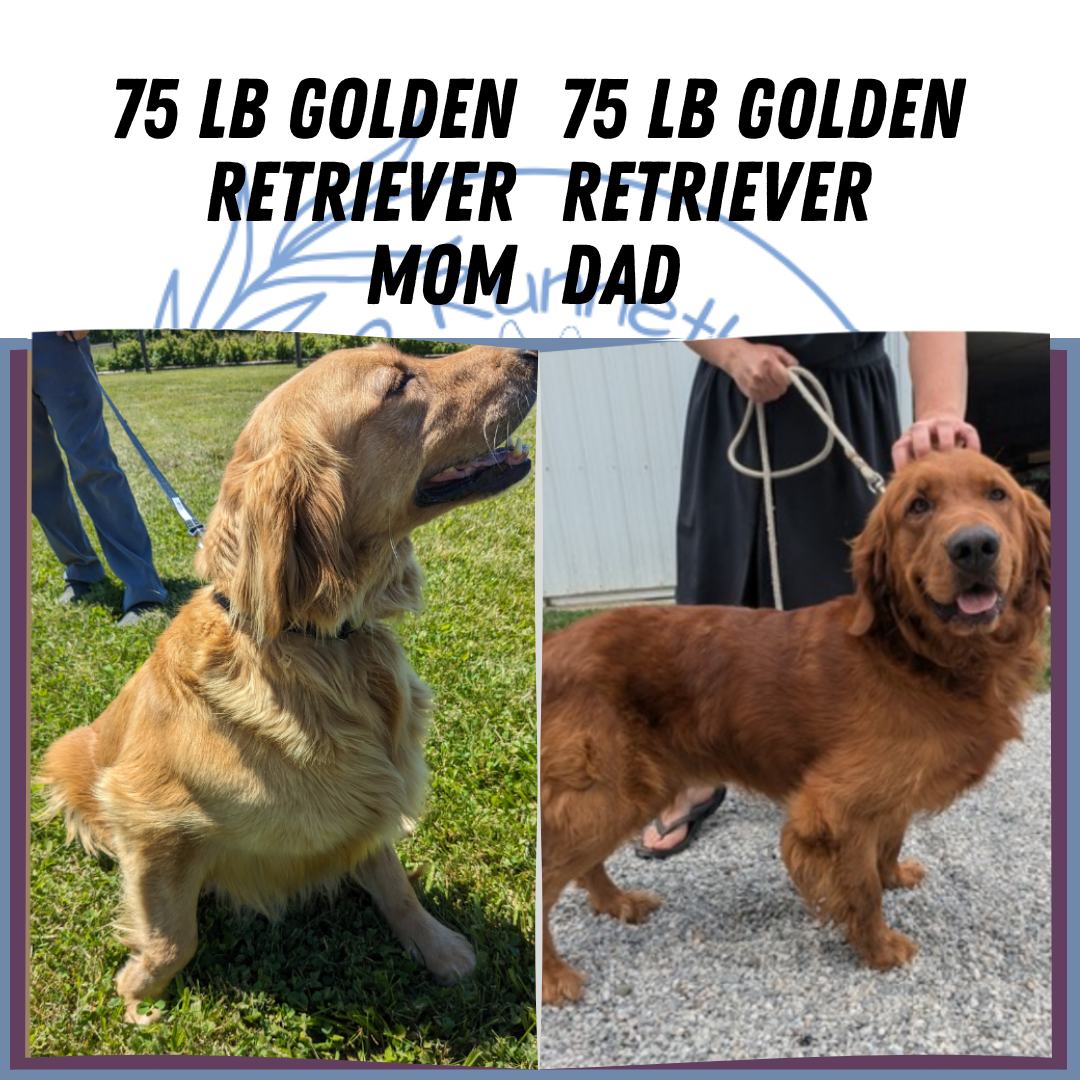 GOLDEN RETRIEVER (08/14) MALE