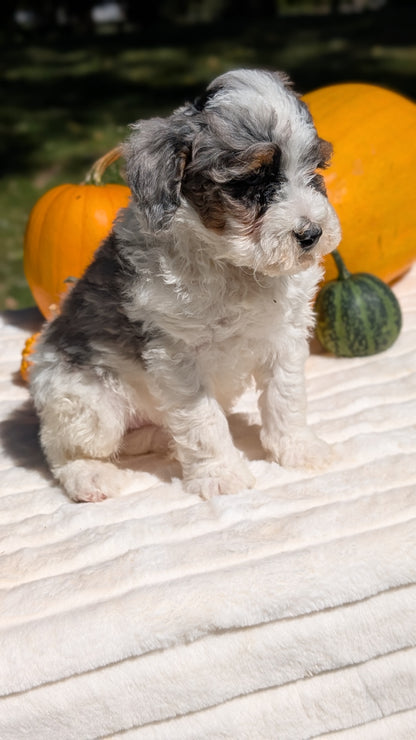 MINI BERNEDOODLE (07/25) MALE