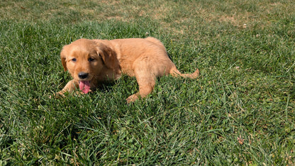 GOLDEN RETRIEVER (07/24) FEMALE