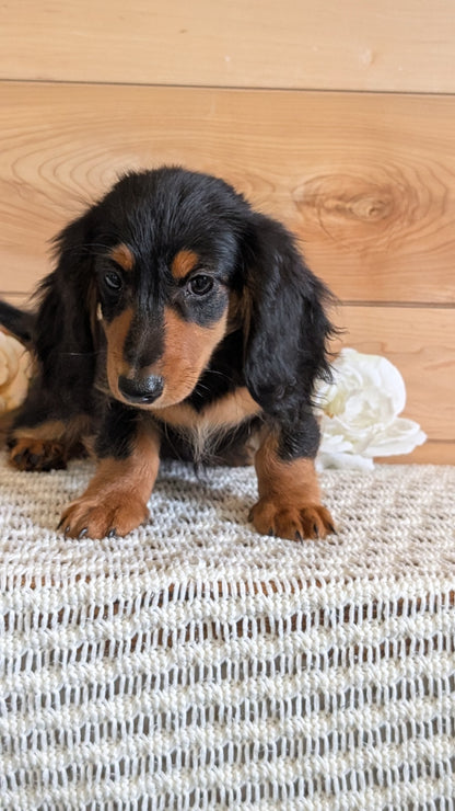 MINI DACHSHUNDS (JUL 05) 2 MALES/2 FEMALES