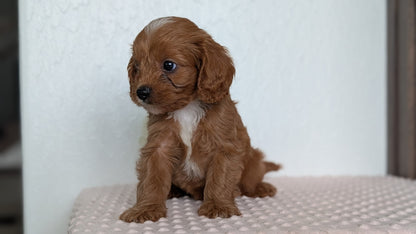 CAVAPOO (APR 02) MALES