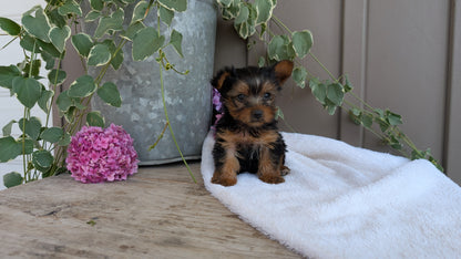 YORKSHIRE TERRIER (06/05) MALE