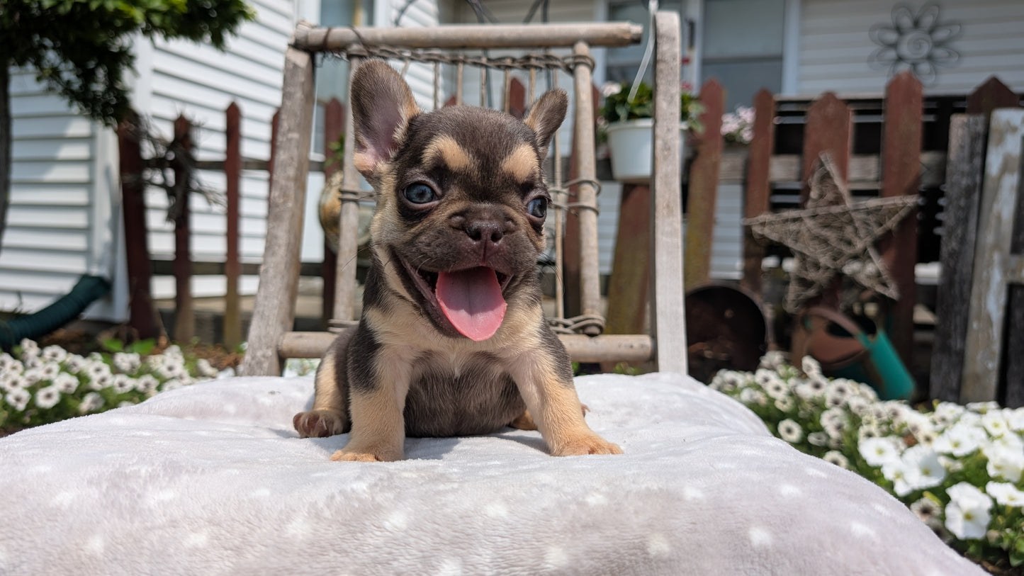 FRENCH BULLDOG (05/16) FEMALE