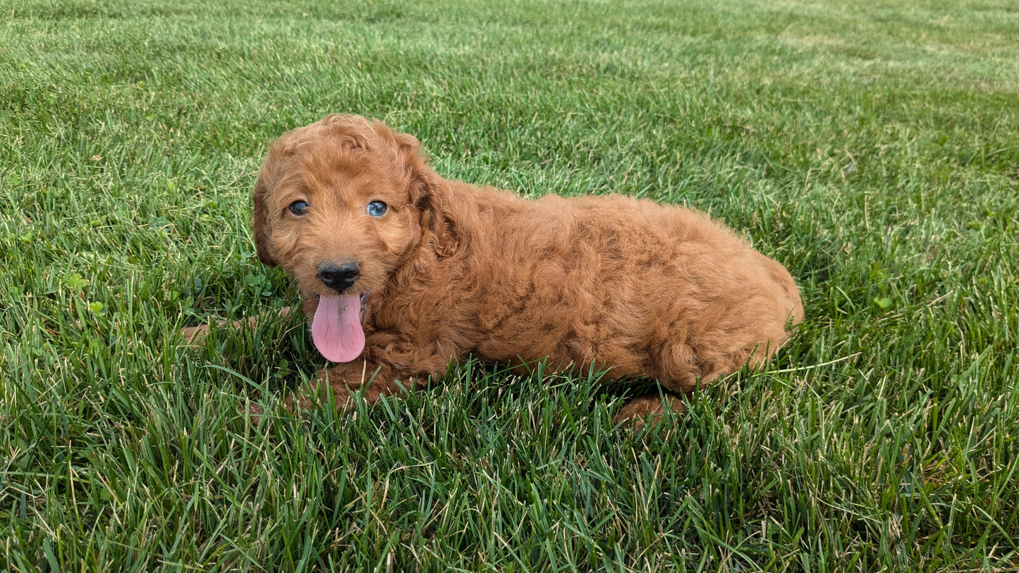 IRISH DOODLE (07/06) FEMALE