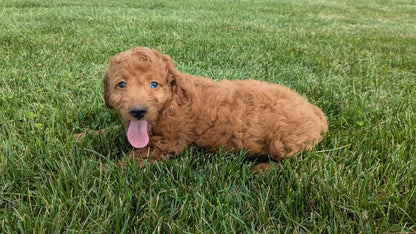 IRISH DOODLE (07/06) FEMALE