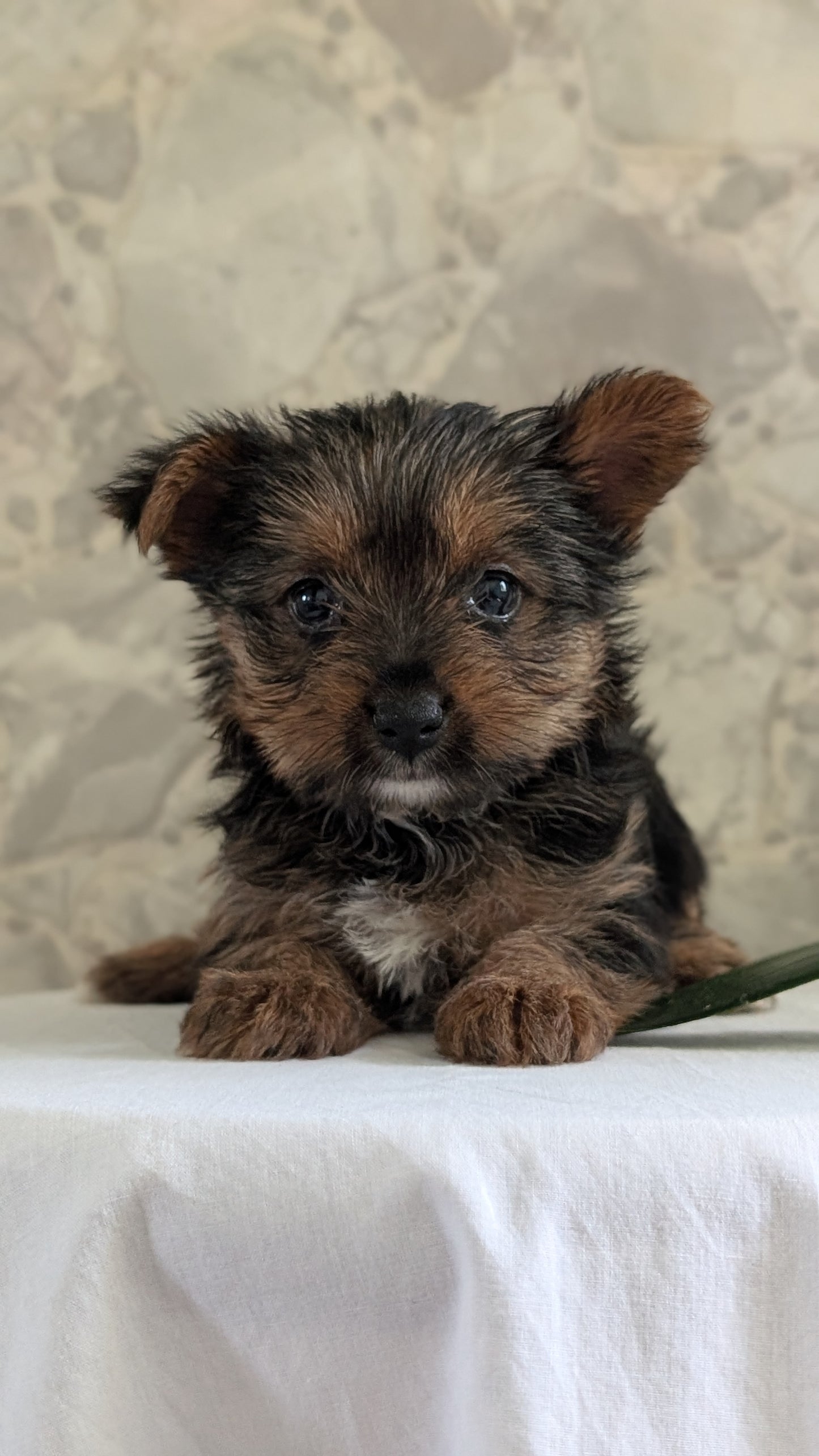 YORKSHIRE TERRIER (APR 26) FEMALES