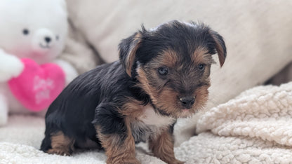 YORKSHIRE TERRIER (DEC 24) FEMALES