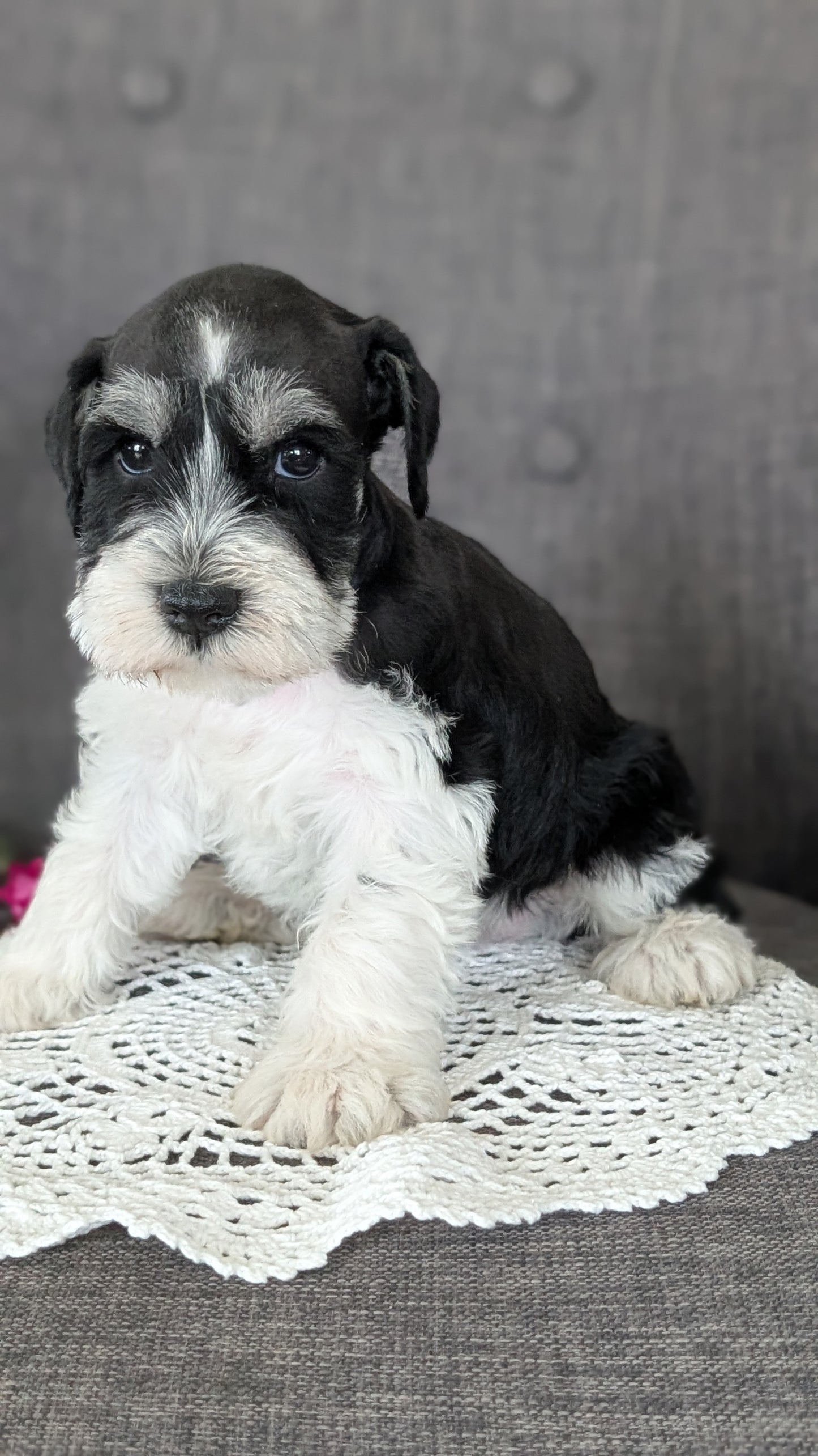 MINI SCHNAUZER (JAN 20) MALES
