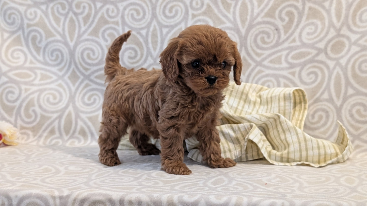 CAVAPOO (FEB 24) FEMALE
