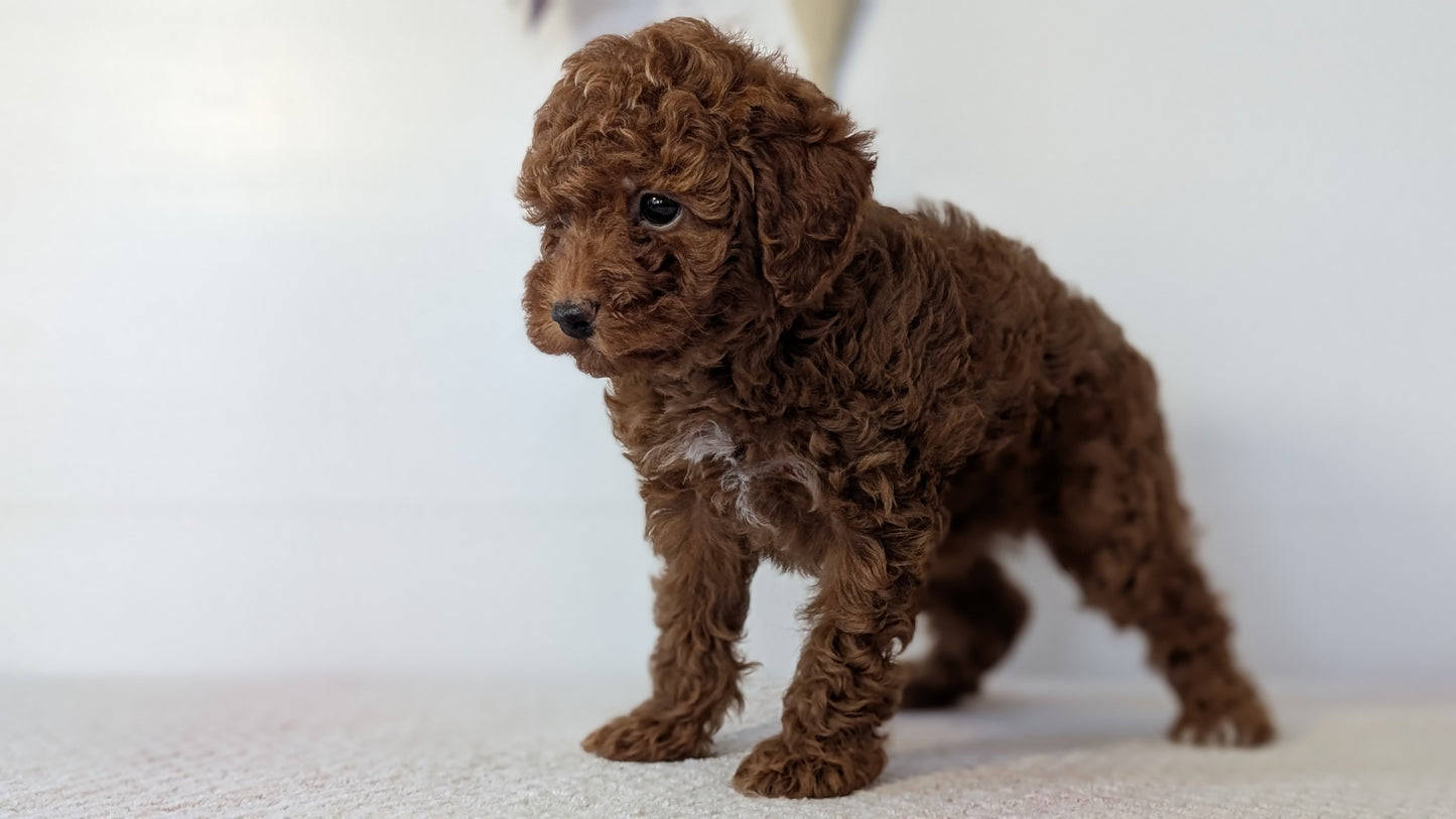 TOY POODLE (DEC 03) FEMALE