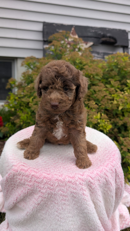 MINI POODLE (06/07) FEMALE