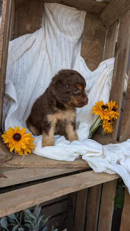 COCKAPOO (06/02) FEMALE