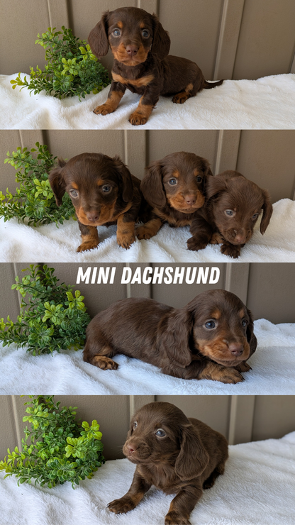 MINI DACHSHUND (02/21) FEMALE