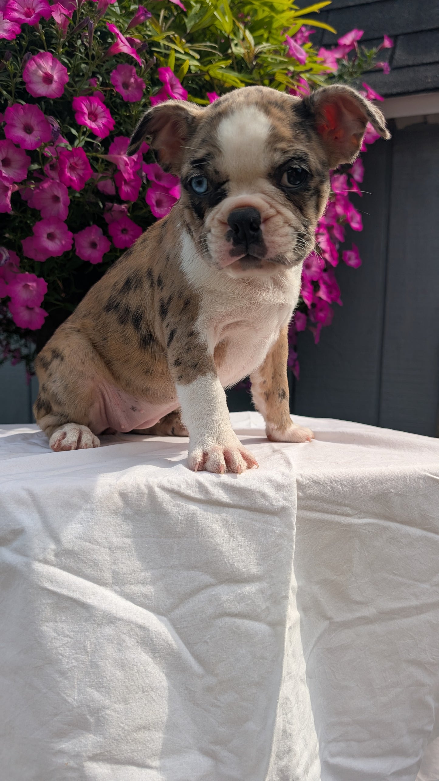 FRENCHTON (06/25) FEMALE