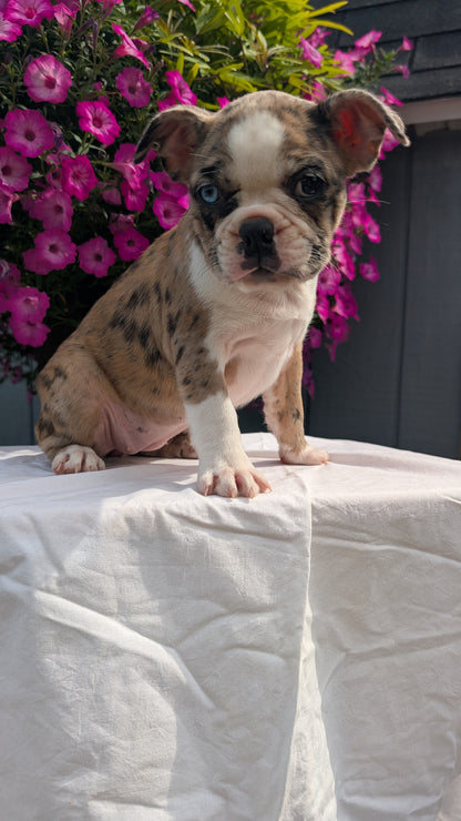 FRENCHTON (06/25) FEMALE