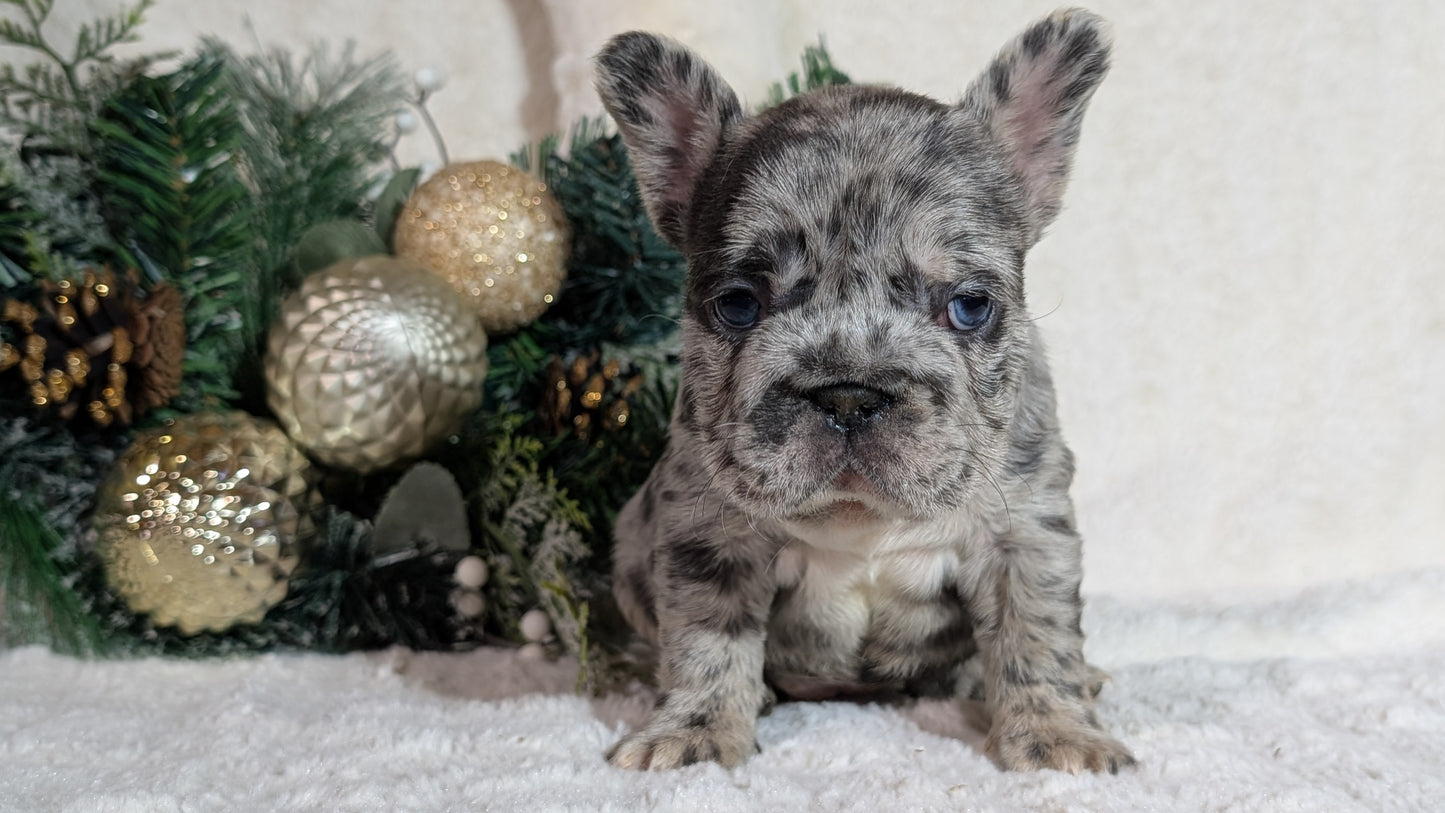 FRENCH BULLDOG (OCT 08) FEMALES