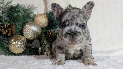 FRENCH BULLDOG (OCT 08) FEMALES