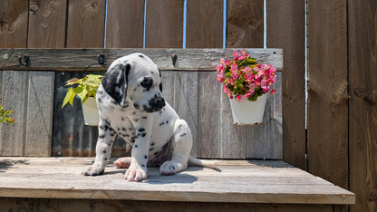 DALMATIAN (06/09) MALE