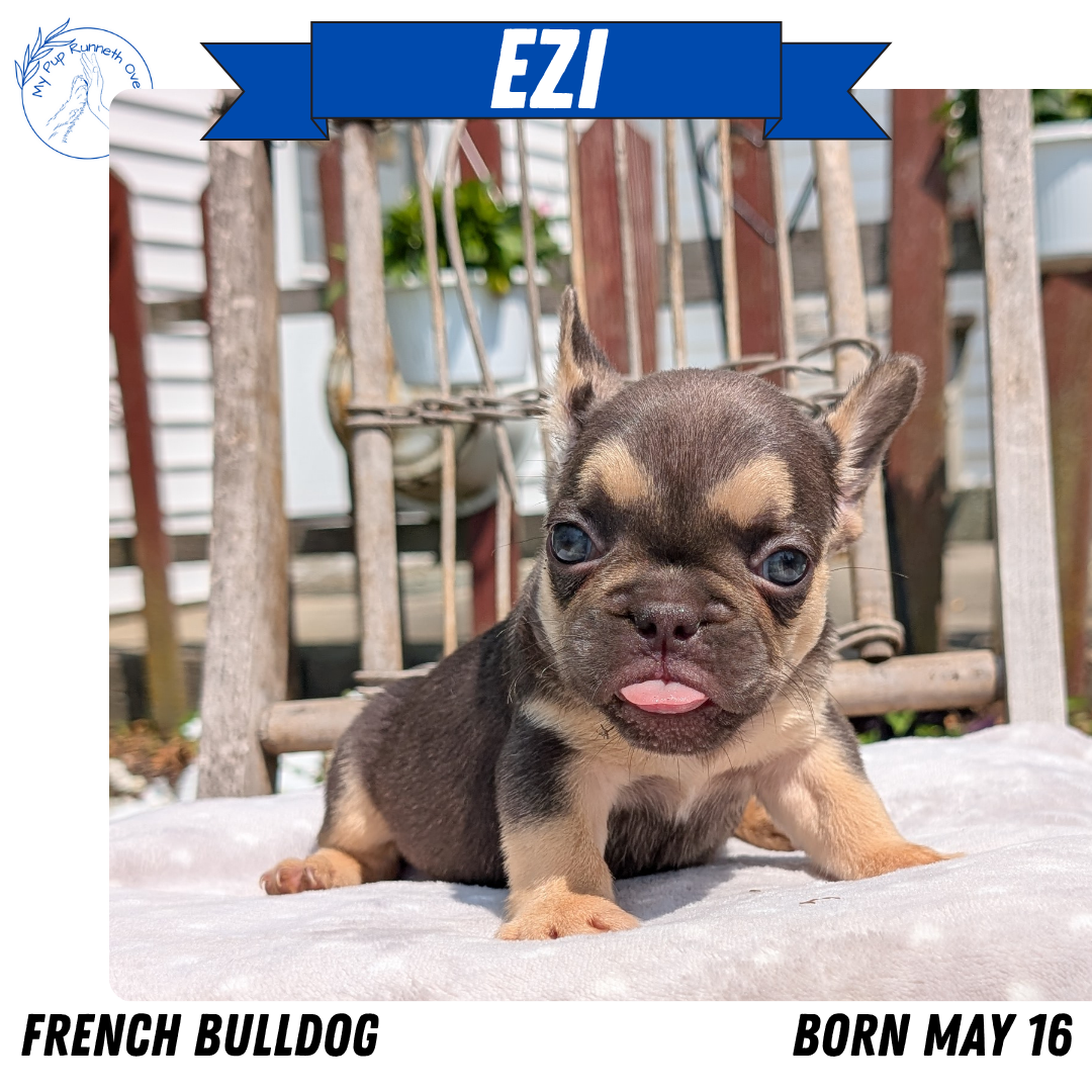 FRENCH BULLDOG (05/16) FEMALE