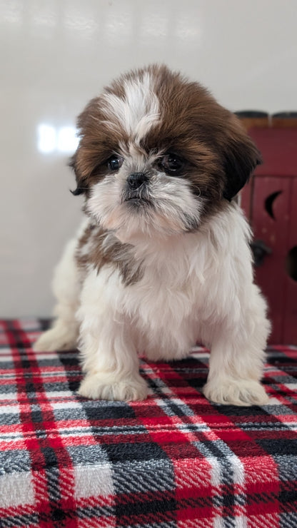 SHIH TZU (DEC 10) FEMALE