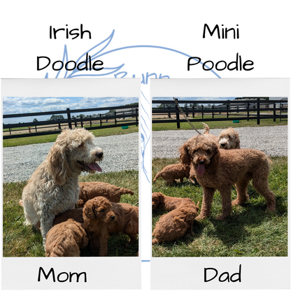 IRISH DOODLE (07/06) FEMALE